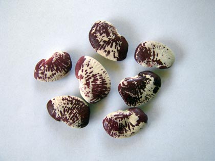 Rasta Seed Project Madagascar Bean